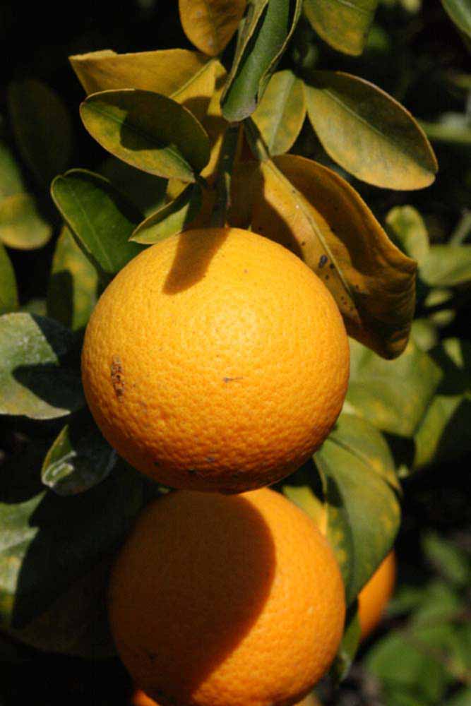              Fruit (Riverside, CA)       